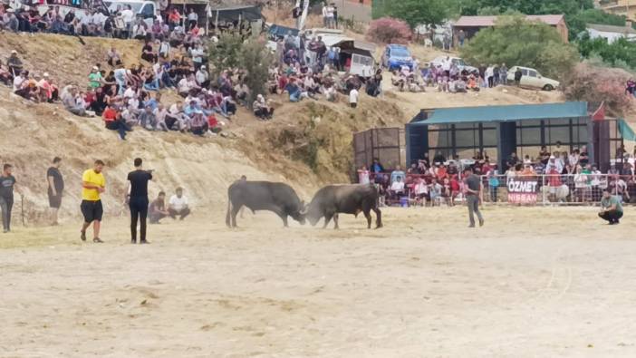 Aydın’da boğa güreşi heyecanı