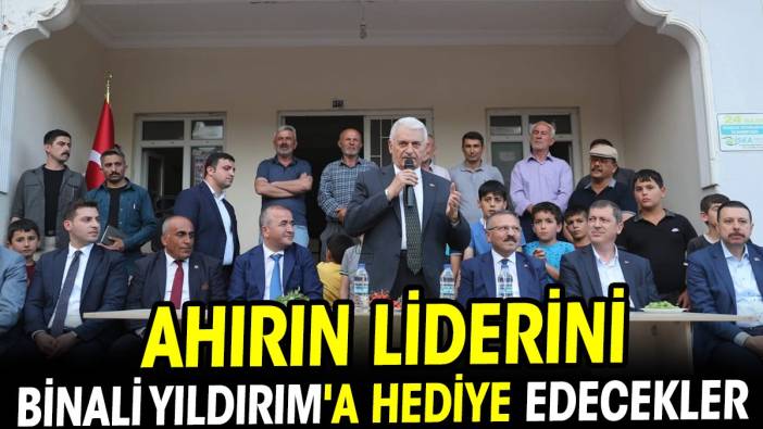 Ahırın liderini Binali Yıldırım'a hediye edecekler