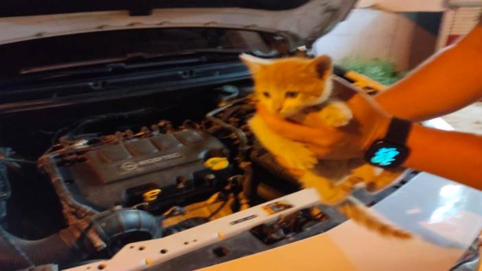 Araç motoruna giren kedi yavrusunu itfaiye kurtardı