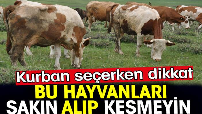 Kurban seçerken dikkat. Bu hayvanları sakın kesmeyin