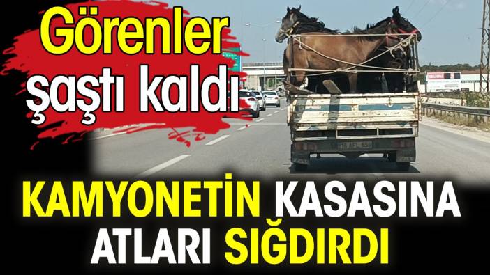 Kamyonetin kasasına atları sığdırdı. Görenler şaştı kaldı