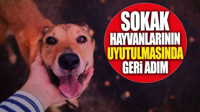 Sokak hayvanlarının uyutulmasında geri adım