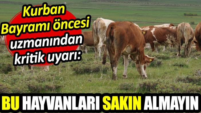 Kurban Bayramı öncesi uzmanından kritik uyarı: Bu hayvanları sakın almayın