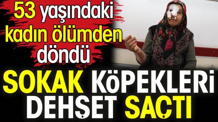 Sokak köpekleri dehşet saçtı. 53 yaşındaki kadın ölümden döndü