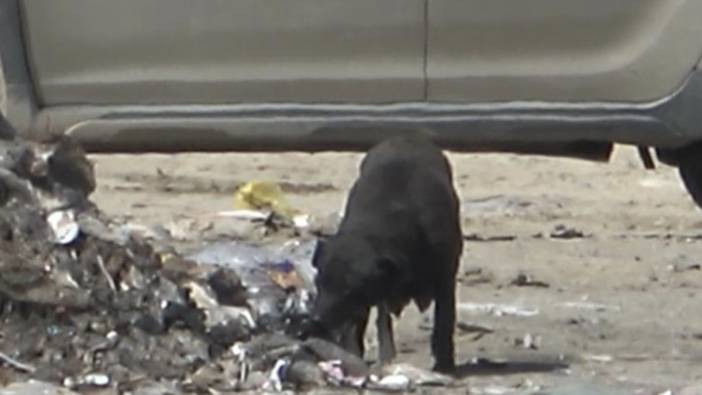 Yangın sonrası yavrularını arayan anne köpeğin çaresiz anları