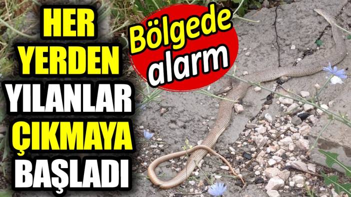 Yılanlar her yerden çıkmaya başladı. Bölgede alarm...