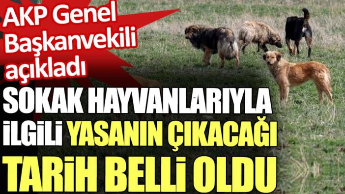 Sokak hayvanlarıyla ilgili yasanın çıkacağı tarih belli oldu