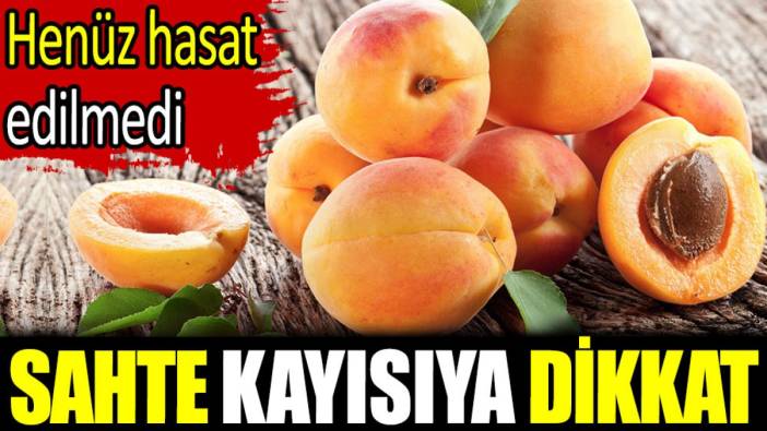 Sahte kayısıya dikkat. Henüz hasat edilmedi