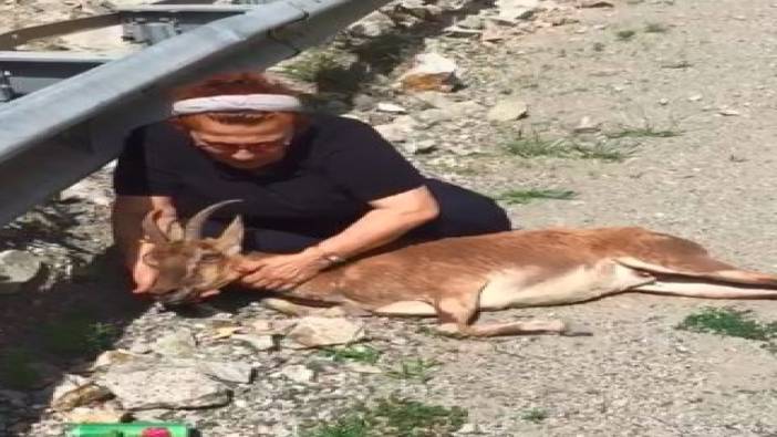 Yol kenarındaki yaralı dağ keçisinin başından ayrılmadı "Annen kurban olsun sana"