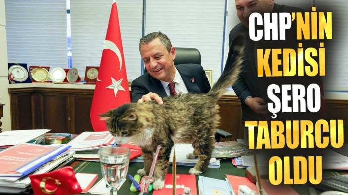 CHP'nin kedisi 'Şero' taburcu oldu