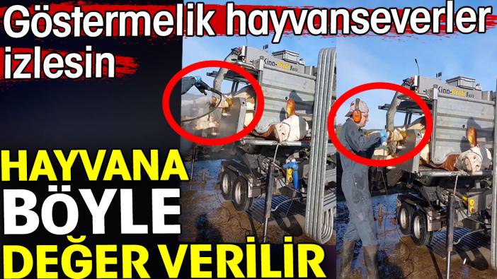 Hayvana böyle değer verilir. Göstermelik hayvanseverler izlesin