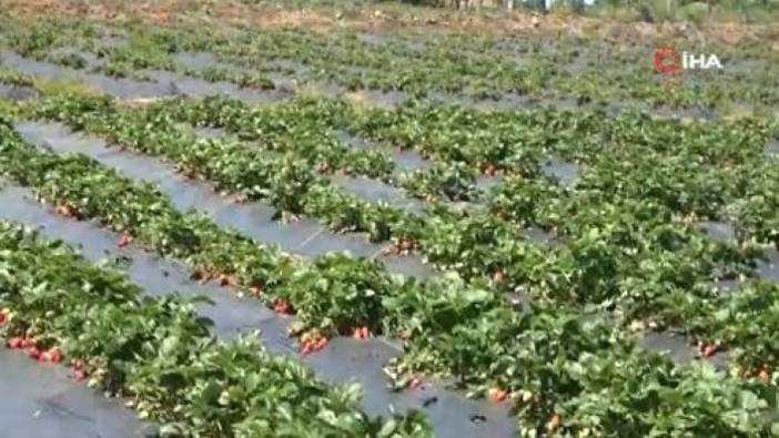 Pazardaki fiyatını görünce eşi tavsiye etti. Daha fazla kazanç için yola çıktı