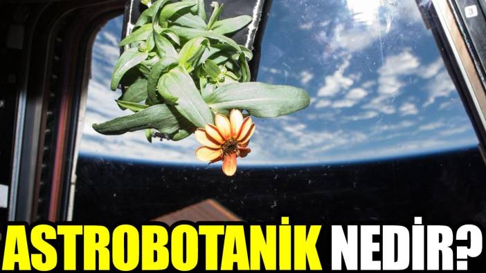 Astrobotanik nedir?