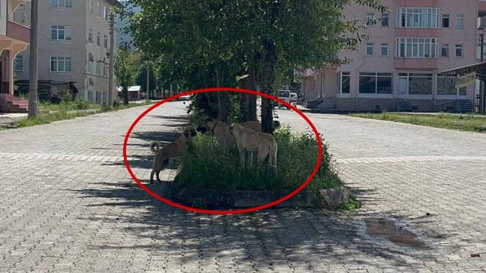 Sokak köpekleri saldırdı, istinat duvarından atlayarak kurtuldu