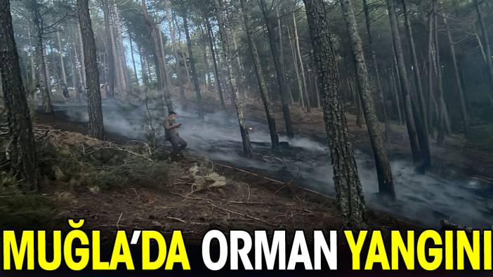 Muğla’da orman yangını