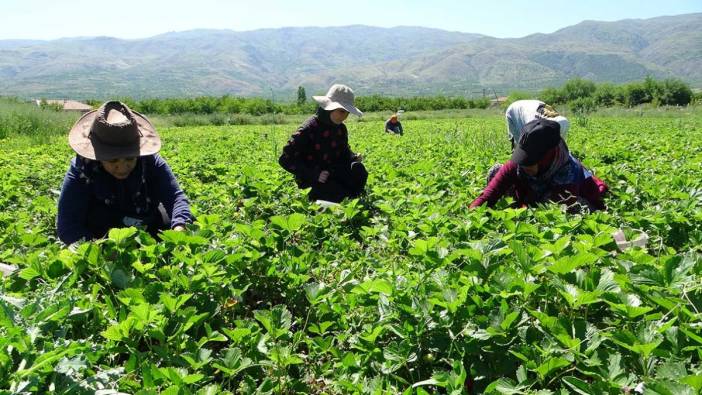 Malatya’da kırmızı elmas hasadı başladı. Yılda 7 kez toplanıyor