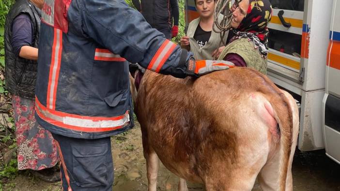 Uçuruma yuvarlanan inek böyle kurtarıldı