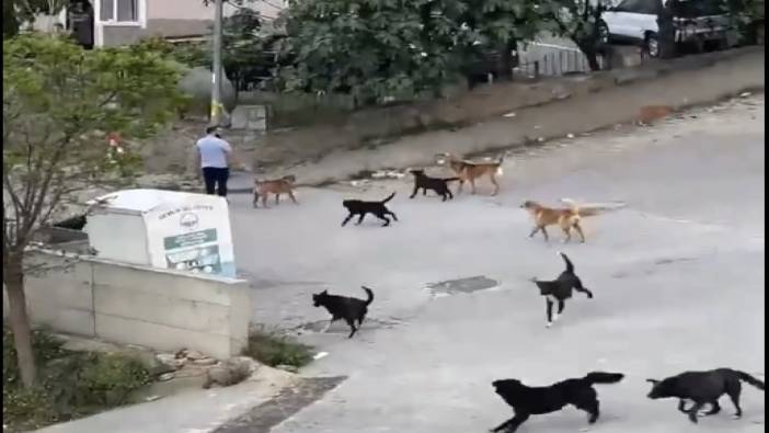 Gemlik'te sokak köpeği çetesi görenleri tedirgin etti