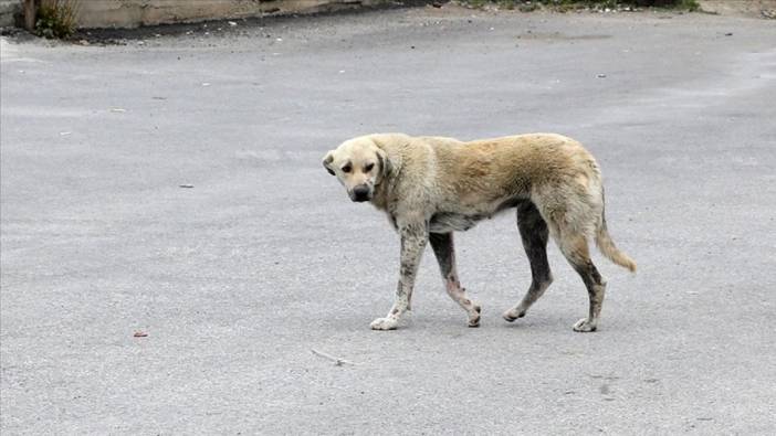 Başıboş köpek terörü sürüyor! 60 yaşındaki kadına saldırdılar