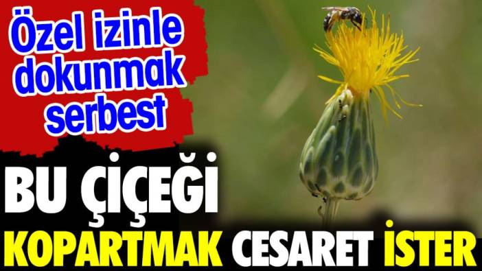 Bu çiçeği koparan yandı. Özel izinle dokunmak serbest