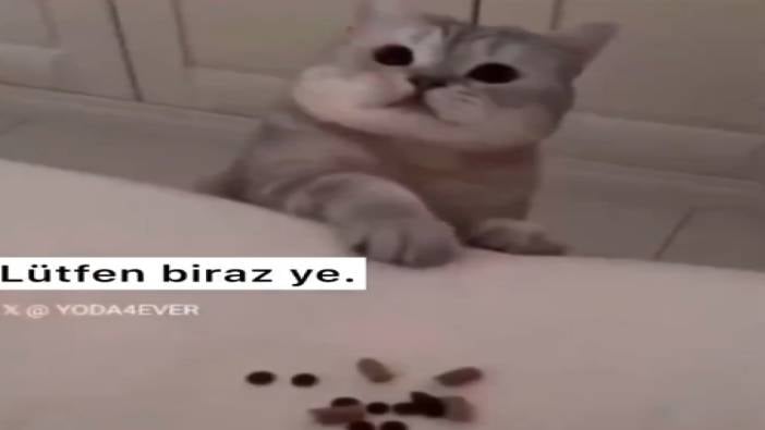 Hasta sahibine mama getiren kedi kalpleri ısıttı