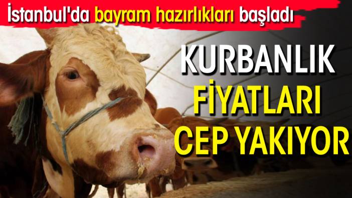 İstanbul'da bayram hazırlıkları başladı: Kurbanlık fiyatları cep yakıyor