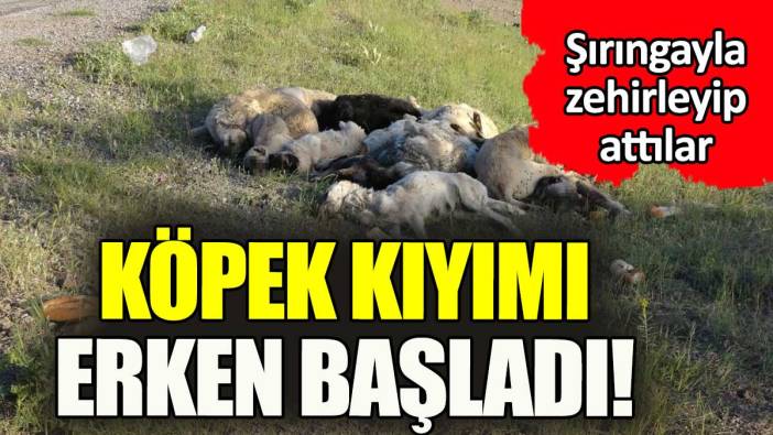 Köpek kıyımı şimdiden başladı. 20'si öldü 30'u kurtarıldı