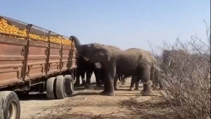 Güney Afrika'da filler portakal yüklü tırı soydu