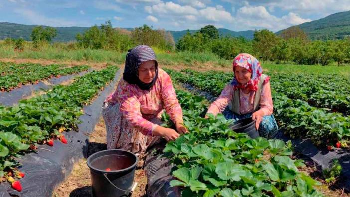 Denizli’de hasat başladı. Tarlada 20 tezgahta 100 lira