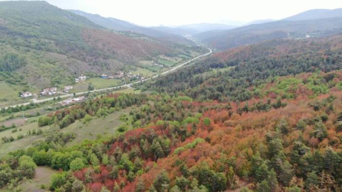 Kastamonu’da kahverengiye bürünen ormanlarla ilgili açıklama