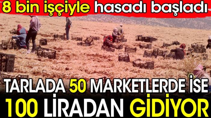 Tarlada 50 markette 100 lira! 8 bin işçiyle hasadı başladı