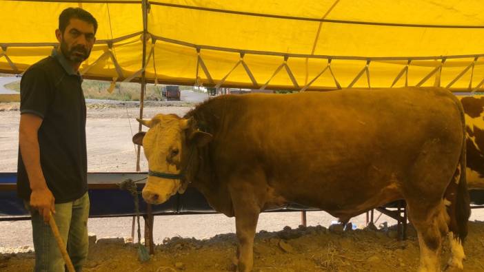 800 kiloluk 'Paşa' Tekirdağ'da alıcı bekliyor