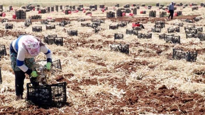 Gaziantep'te hasadı başladı. Tarlada 45 liraya pazarda 100 liraya satılıyor