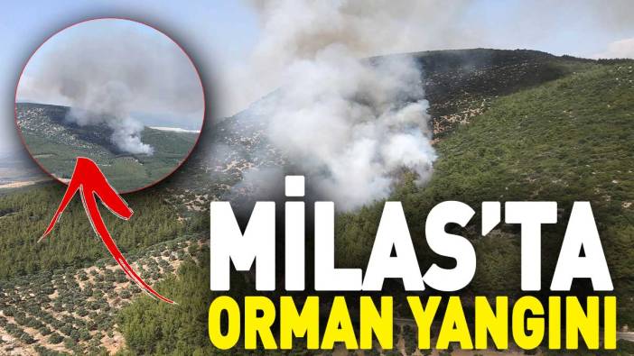 Milas'ta orman yangını