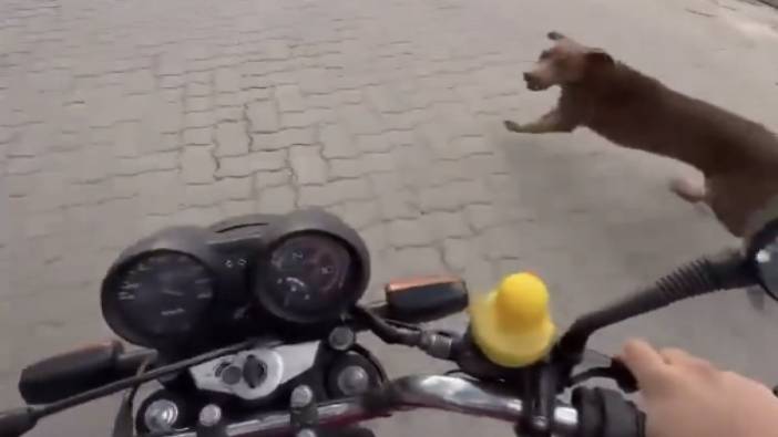 Bu sefer motosiklet sürücüsü köpeği kovaladı