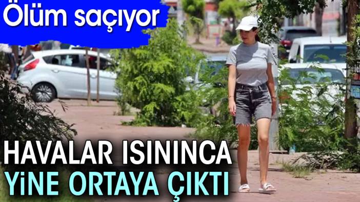 Havalar ısınınca yine ortaya çıktı. Ölüm saçıyor