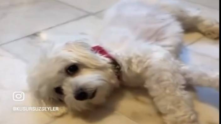 Köfte diye dua eden köpek brokoliyi duyunca bayıldı