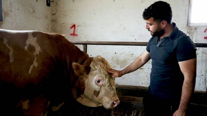 Tosun 1 ton 100 kiloydu! Kurban Bayramı’na 11 gün kala kaç paraya satıldı