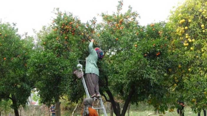 Çiftçilerin yeni gözdesi oldu. Yetiştiren paraya para demiyor