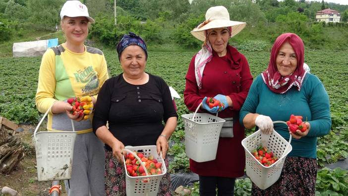 Ordu'da hasadı başladı. Yıllık 1400 ton rekolte