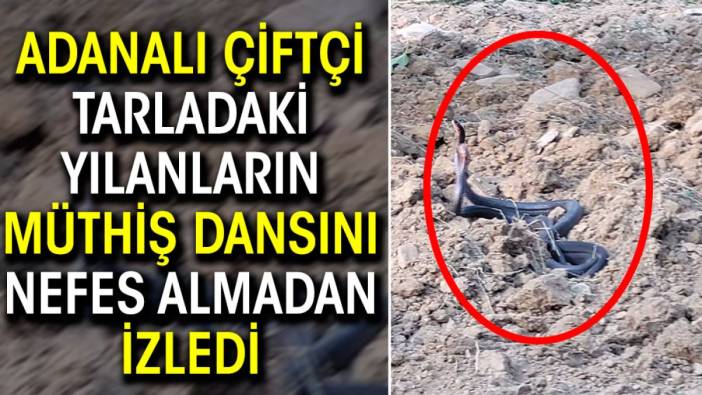 Adanalı çiftçi tarladaki yılanların müthiş dansını nefes almadan izledi