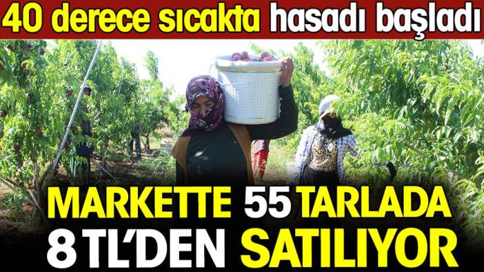 Markette 55 tarlada 8 TL'den alıcı buluyor! 40 derece sıcakta hasadı başladı