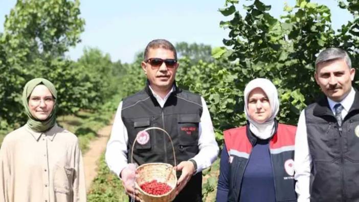 Düzce’de hasadı başladı. Bölge halkının geçim kaynağı haline geldi