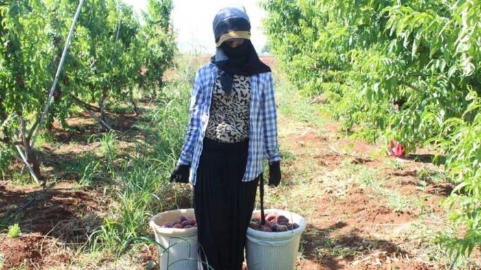 Hatay'dan Rusya ve Irak'a gönderiliyor. Tarlada kilosu 8 TL