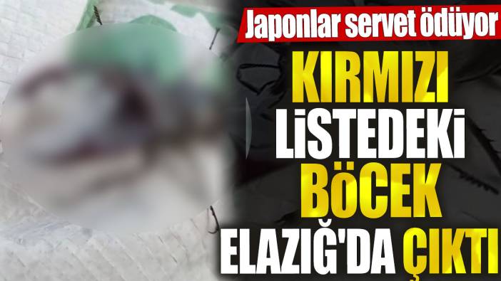 Kırmızı listedeki böcek Elazığ'da çıktı. Japonlar servet ödüyor