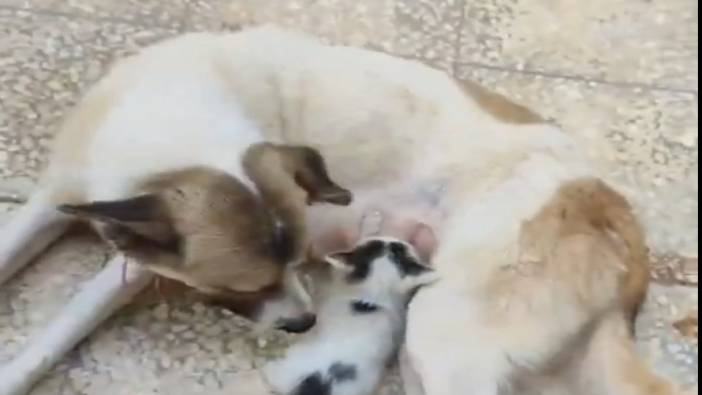 Annesiz yavru kediyi emziren köpek görenleri duygulandırdı