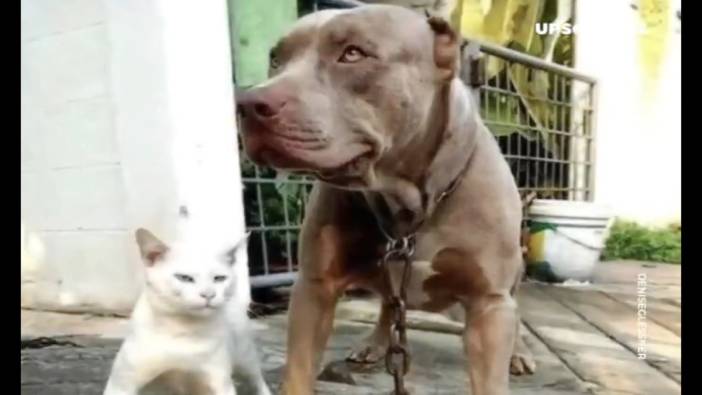 Kendini köpek sanan kedi: Miyavlamayı unutup havladı