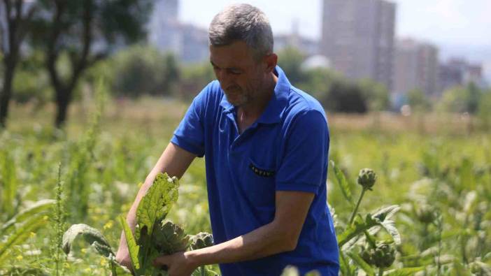 Coğrafi tescilli üründe rekolte düştü. Tanesi 40 TL'ye yükseldi