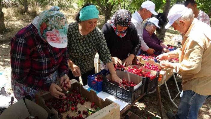 Çanakkale'de hasat başladı 1 TL'den büyük. Tarlada kilosu 250 TL