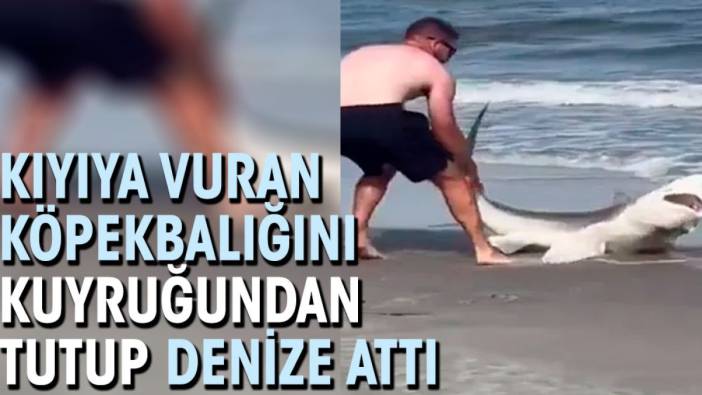 Kıyıya vuran köpek balığını kuyruğundan tutup denize attı